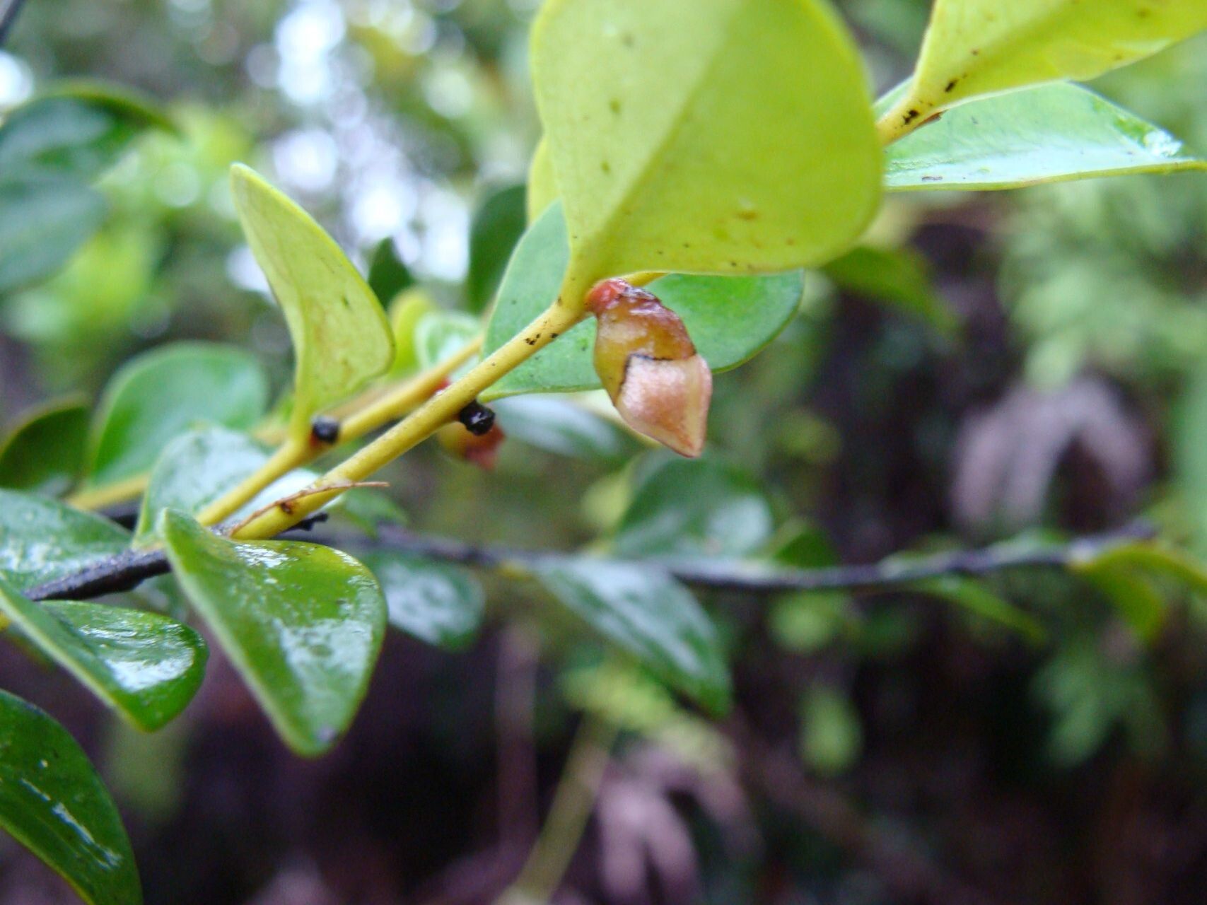 Diospyros flavocarpa leaf