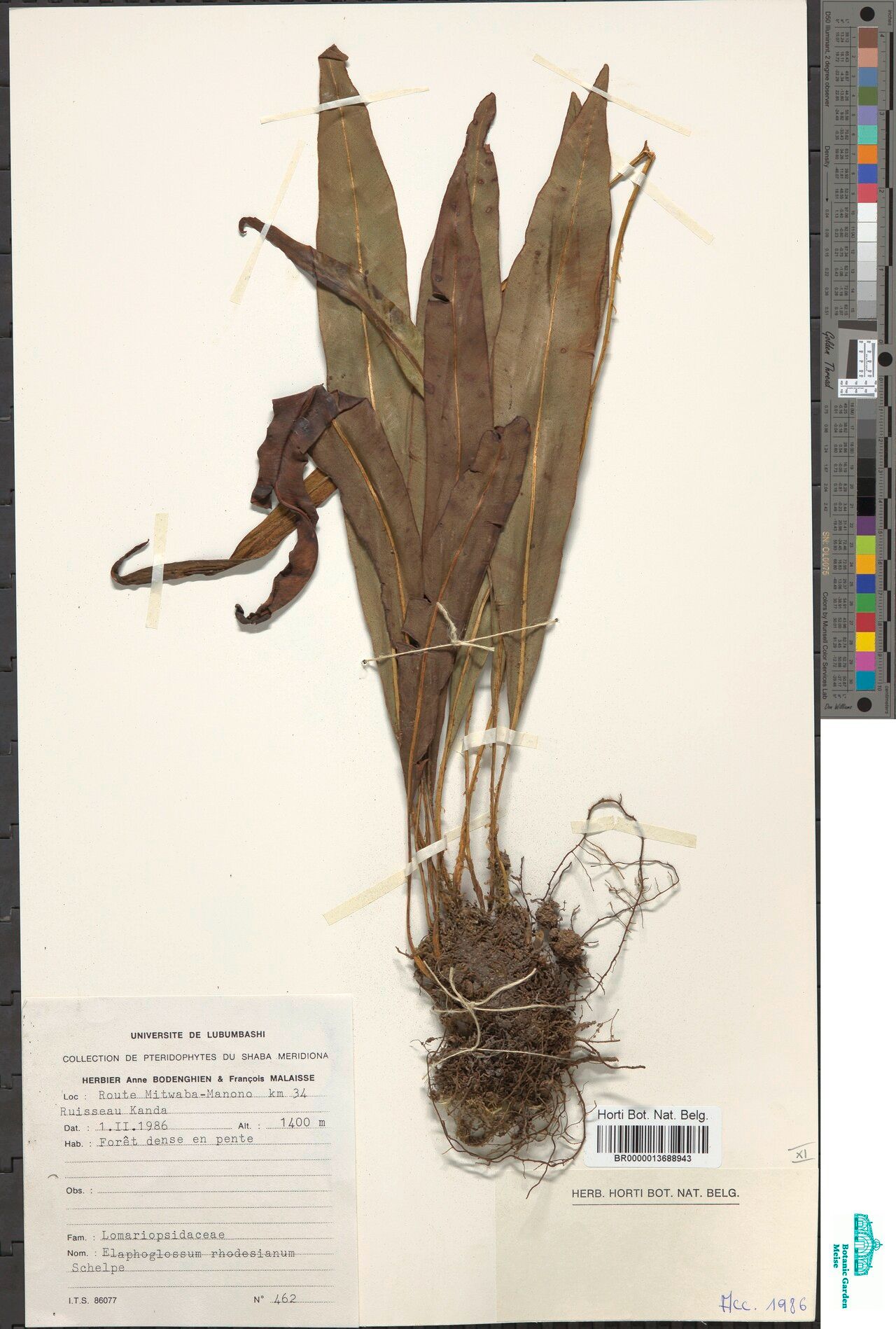 Elaphoglossum rhodesianum — houseplant care guide