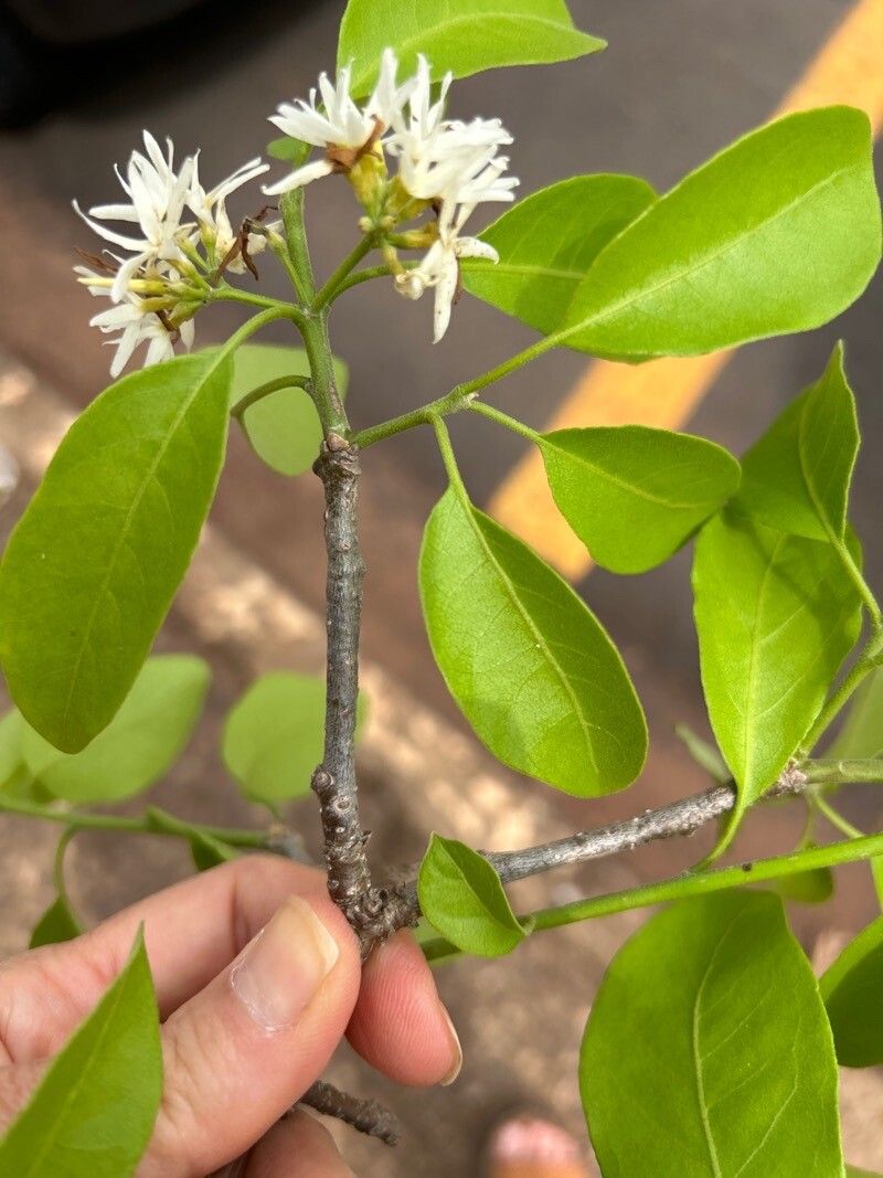 Aspidosperma pyrifolium — houseplant care guide