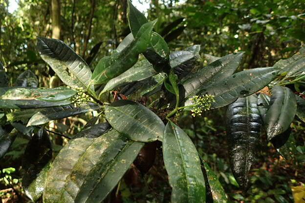 Psychotria senterrei habit