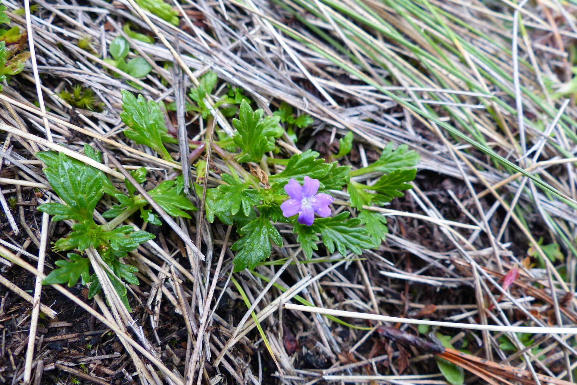 Geranium potentillifolium flower