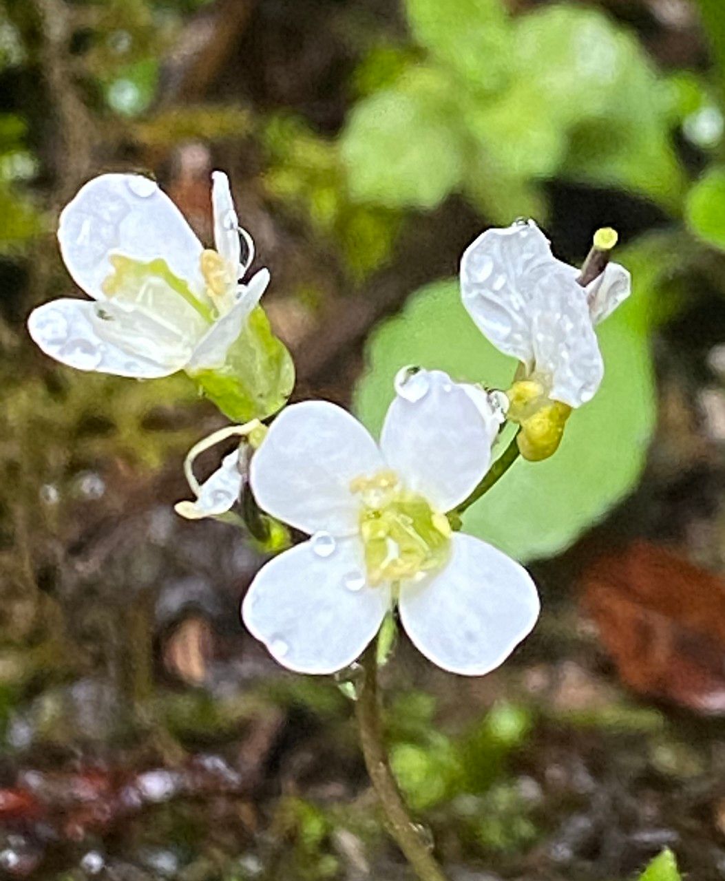 Arabis alpina flower