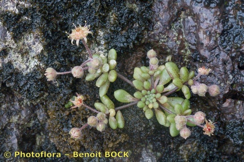 Monanthes praegeri habit