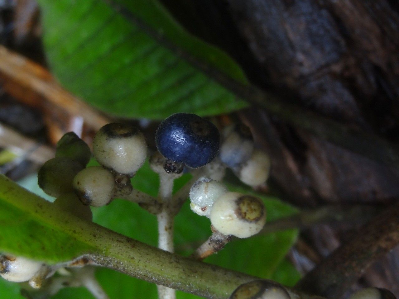 Psychotria pubituba fruit