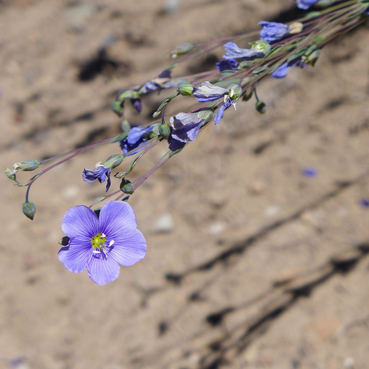 Linum lewisii habit