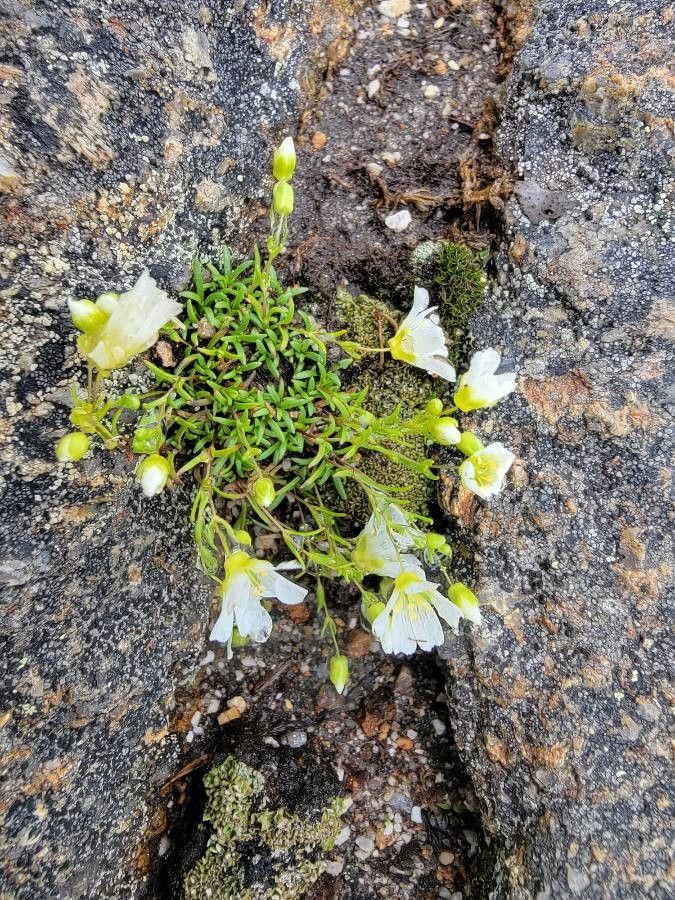 Minuartia obtusiloba — houseplant care guide