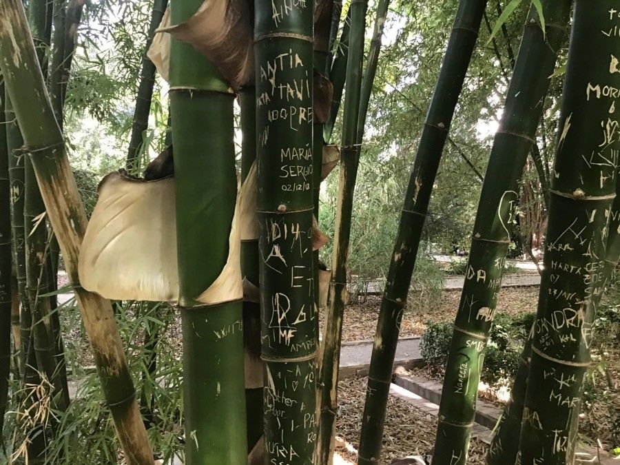 Dendrocalamus giganteus bark