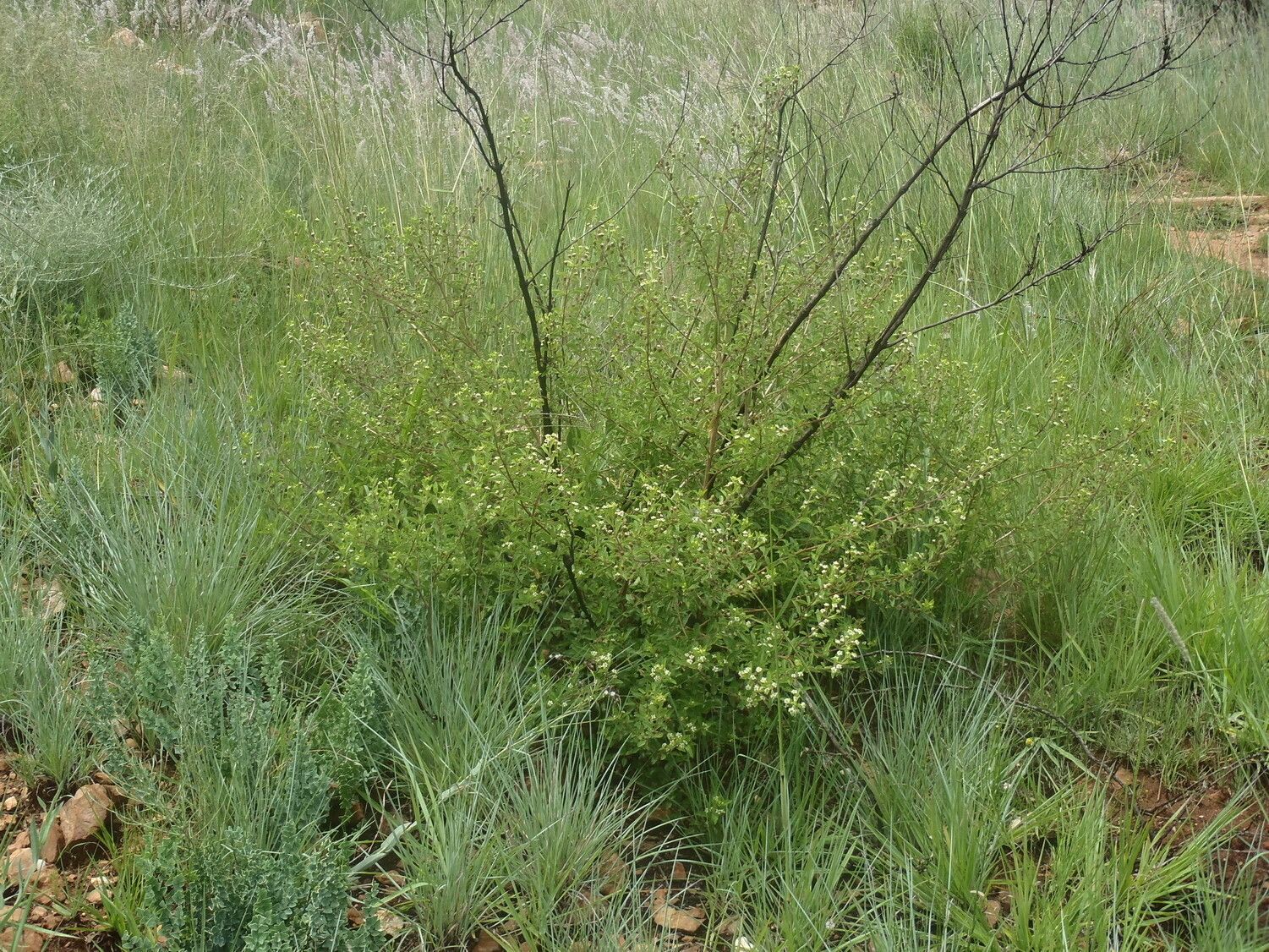 Lippia rehmannii habit