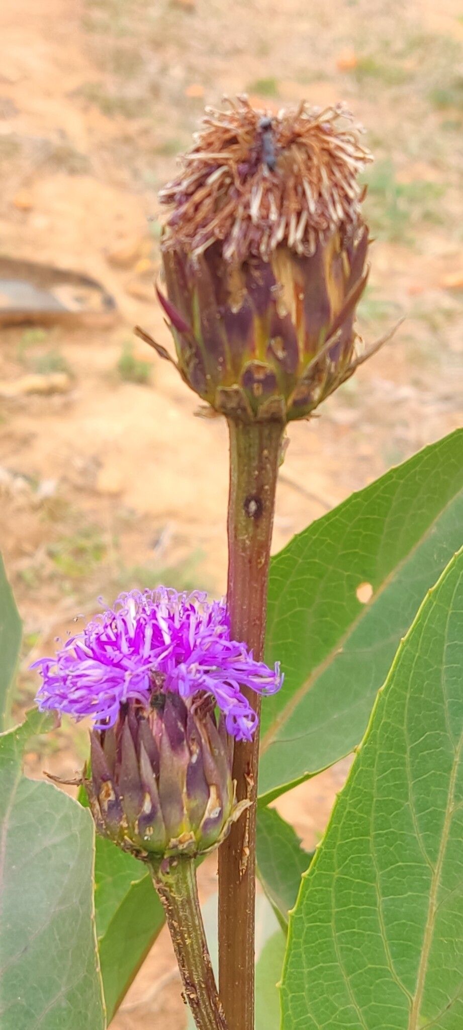 Linzia gerberiformis flower