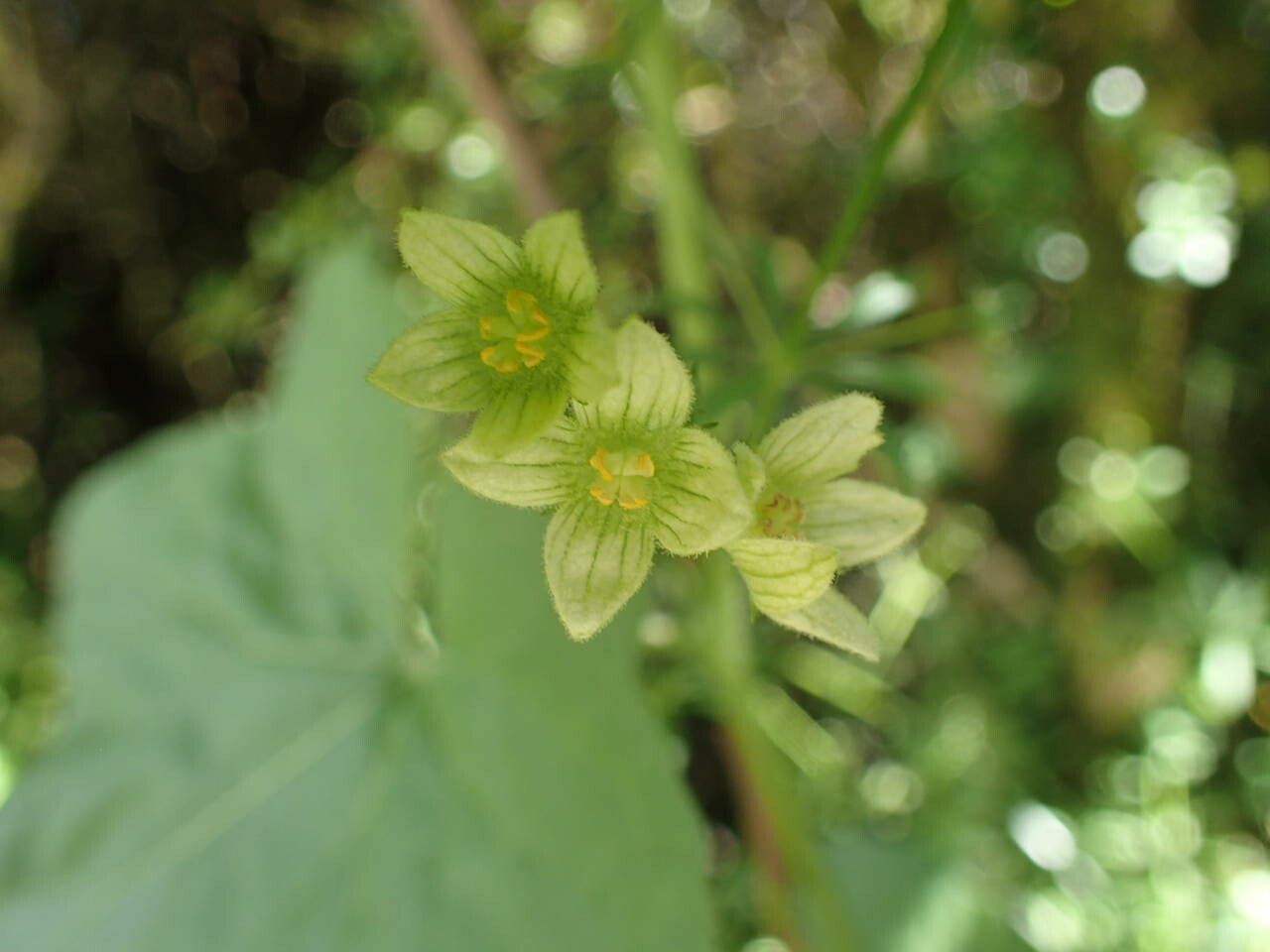 Bryonia dioica flower