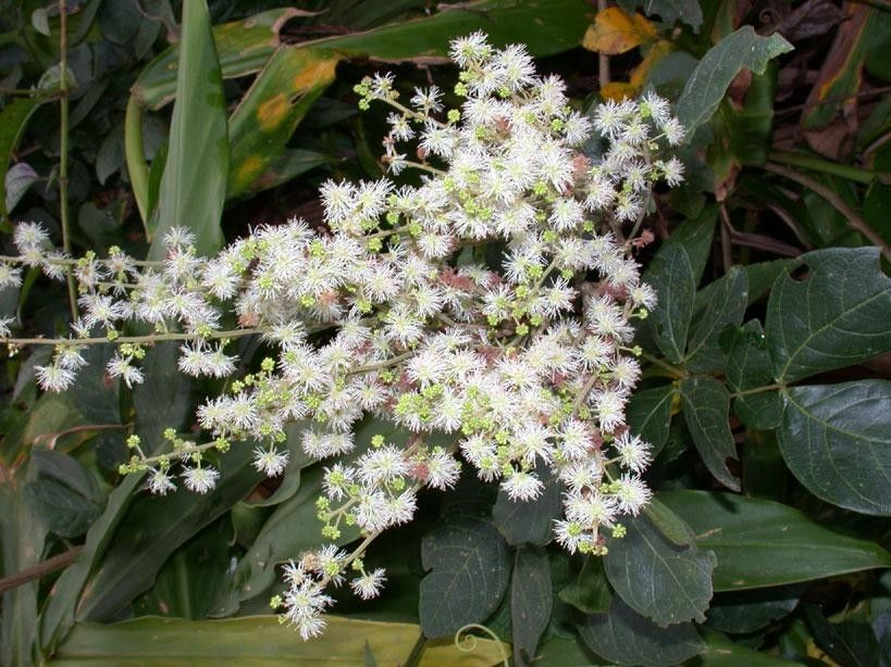 Mimosa watsonii flower