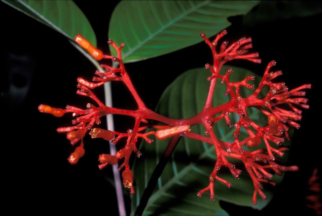 Palicourea longiflora flower