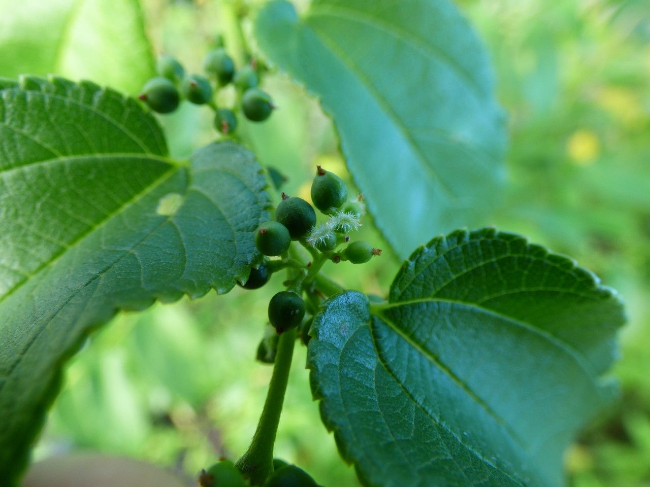 Trema orientalis flower