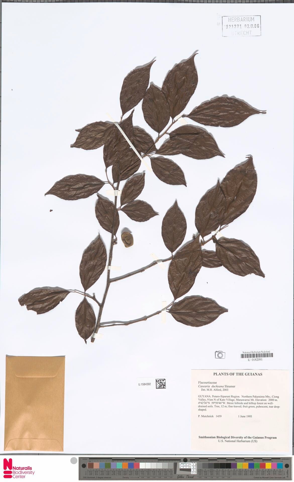 Casearia duckeana — houseplant care guide