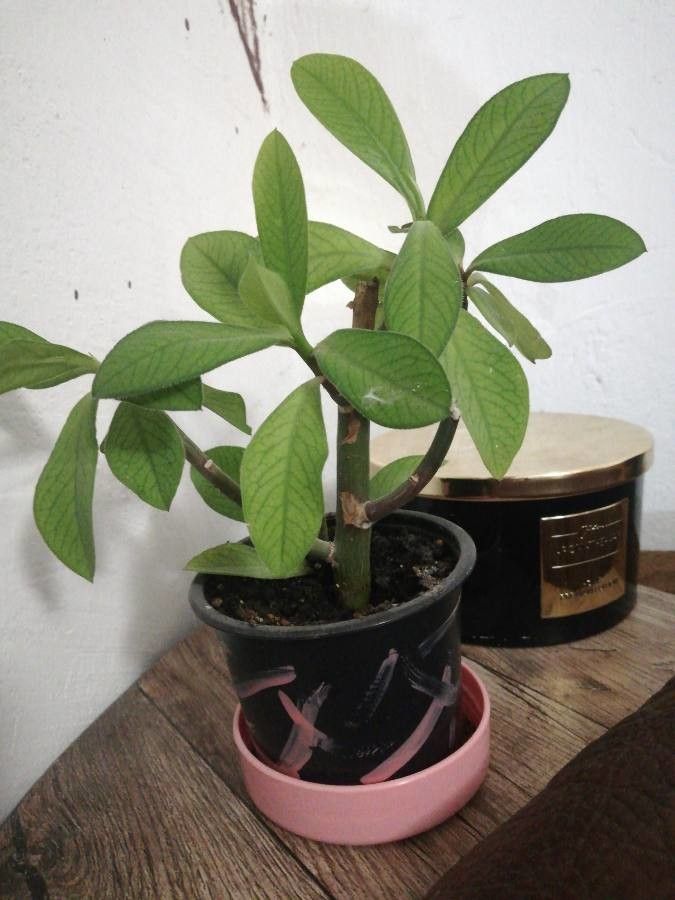 Himatanthus drasticus flower