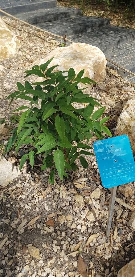 Mahonia russellii habit
