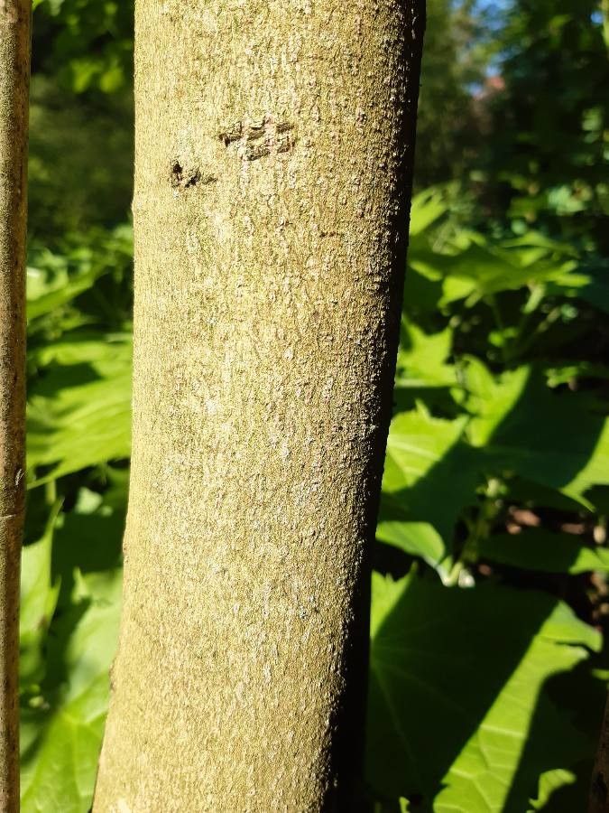 Celtis koraiensis bark