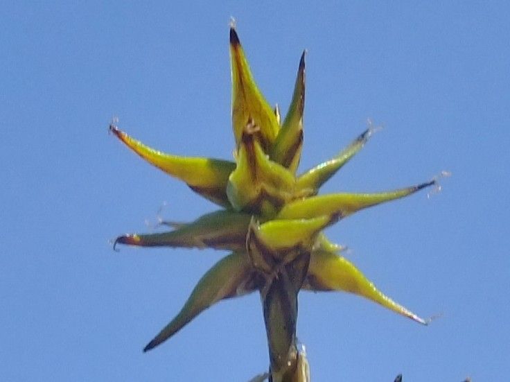 Carex hispida fruit