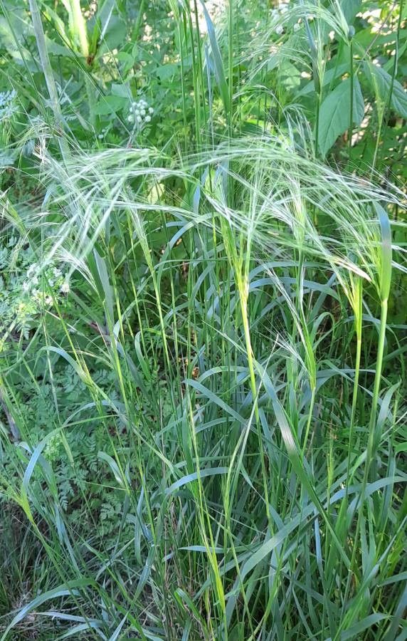 Nassella hyalina habit