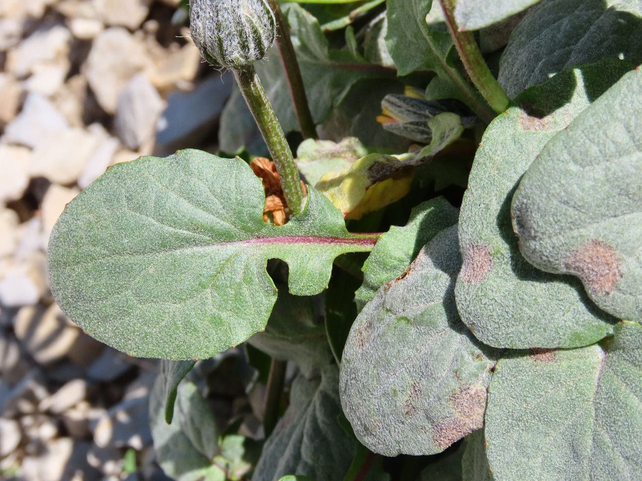 Crepis pygmaea — search result for 'Crepis'