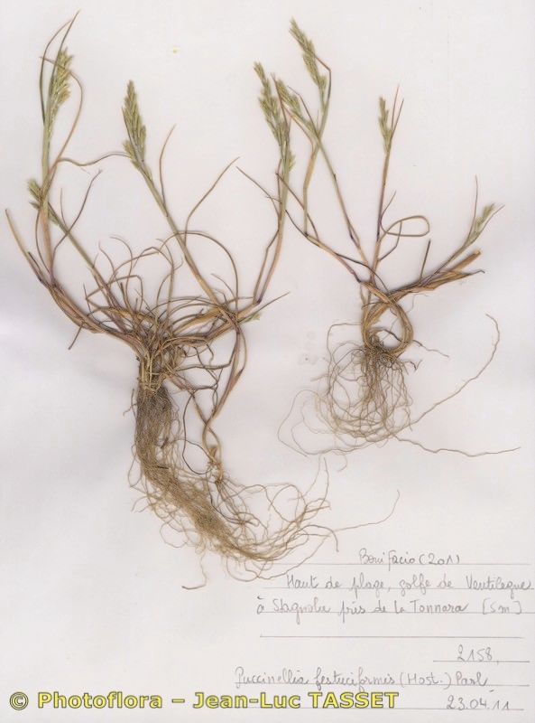 Puccinellia festuciformis habit