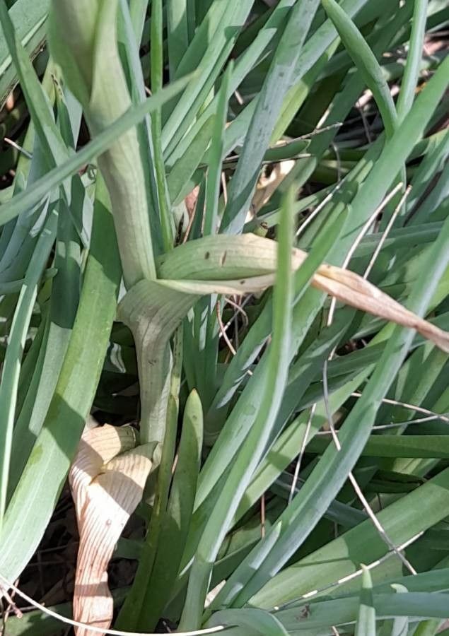 Chloraea membranacea — houseplant care guide