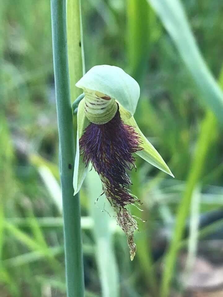 Calochilus platychilus — search result for 'Orchidaceae'