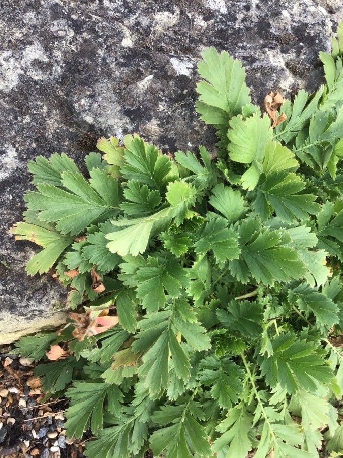 Geum triflorum — search result for 'Prairie and woodlands of North America'