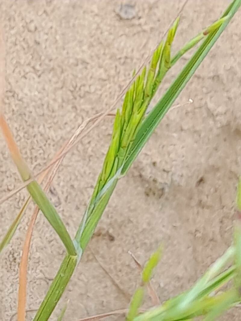 Cutandia dichotoma — related species from the same genus