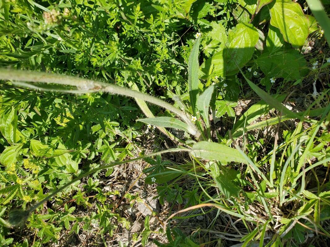 Pilosella glomerata — houseplant care guide