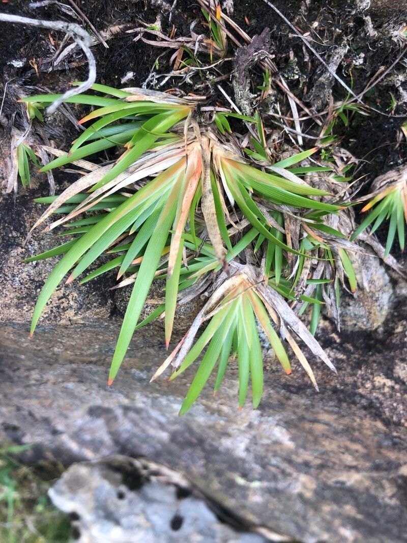 Narthecium ossifragum leaf