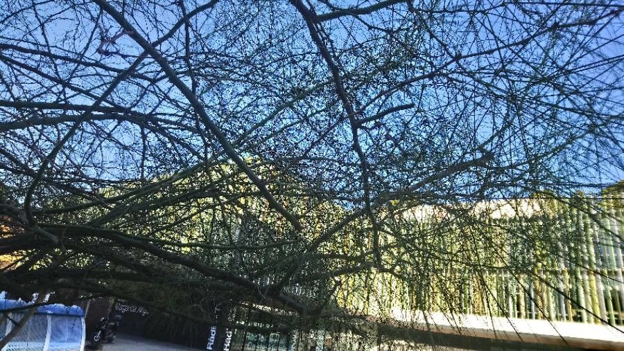 Parkinsonia spinosa — search result for 'Parkinsonia'