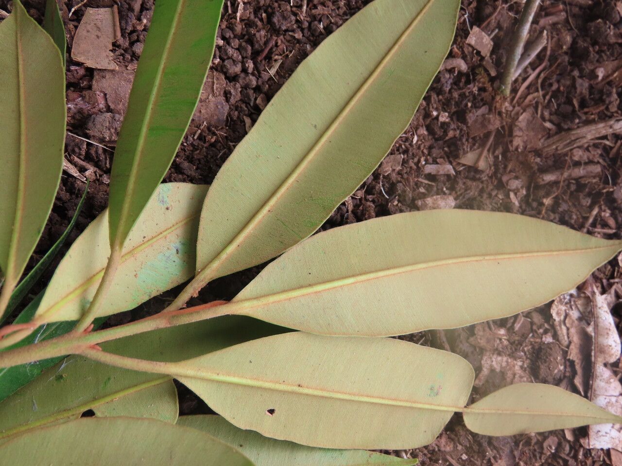 Calophyllum brasiliense — search result for 'Calophyllaceae'
