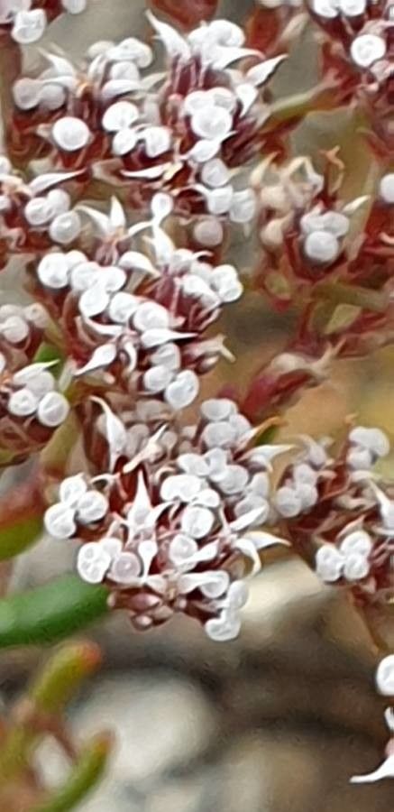 Dicheranthus plocamoides flower