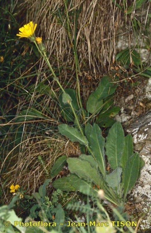 Hieracium pedemontanum habit