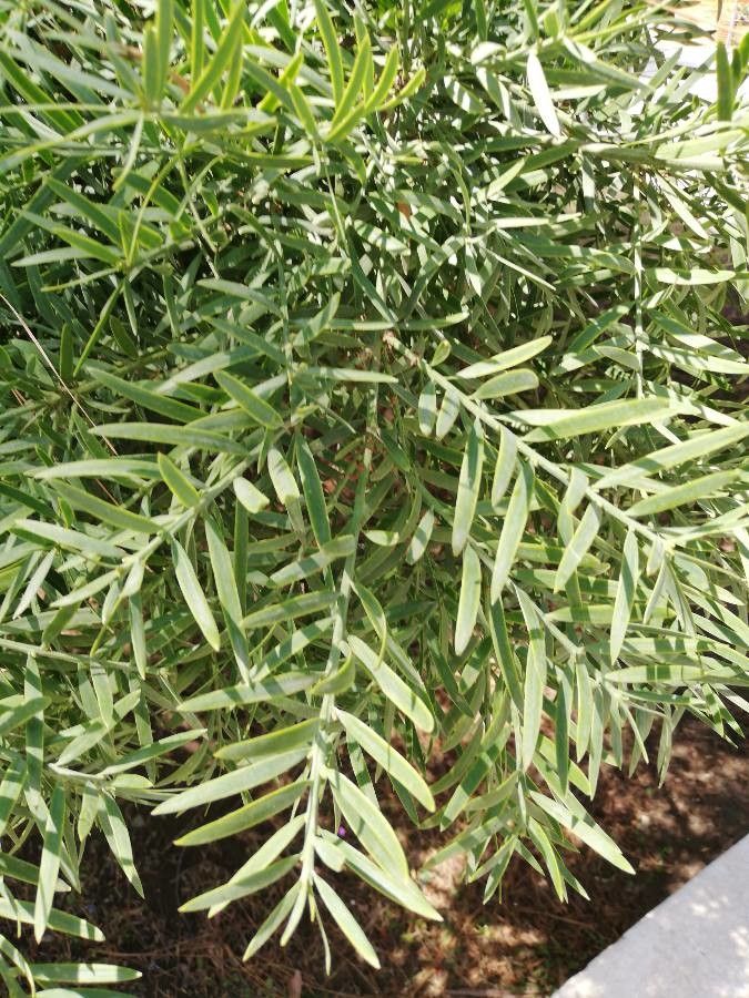 Podocarpus falcatus leaf