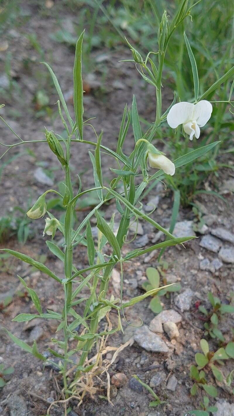 Lathyrus sativus habit
