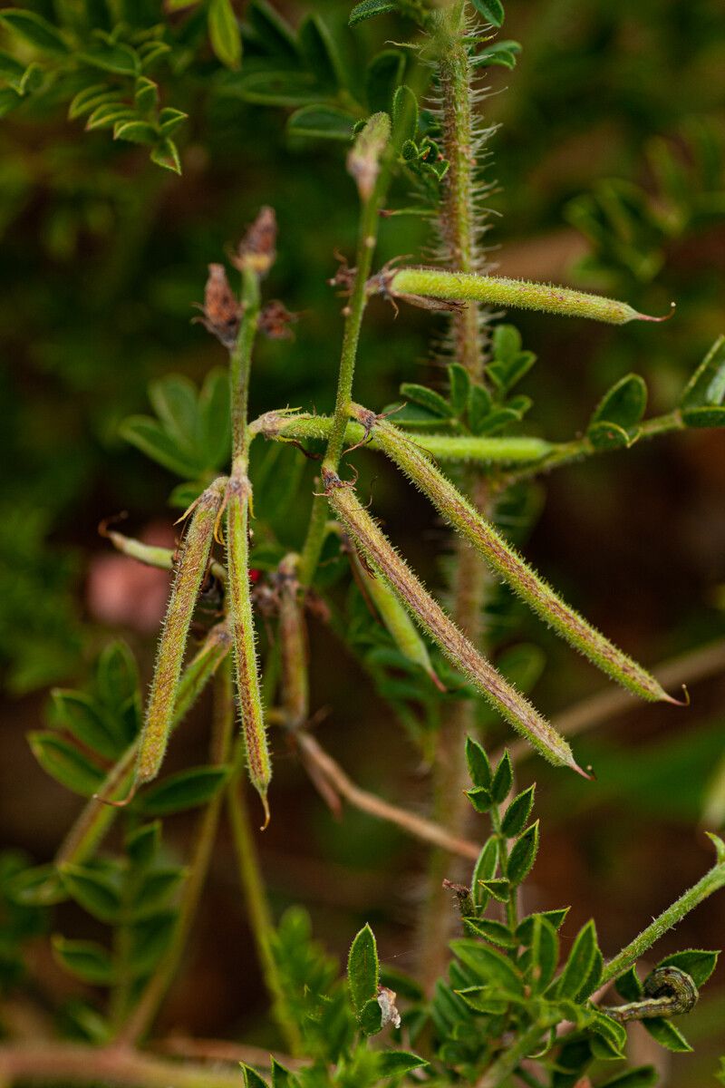 Indigofera zenkeri fruit