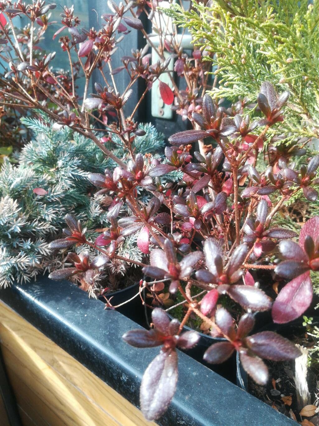 Rhododendron x obtusum habit