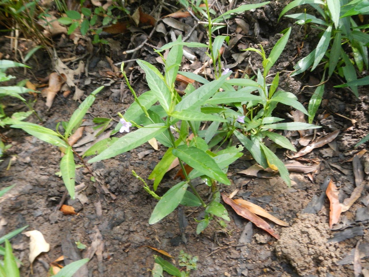 Justicia ovata habit