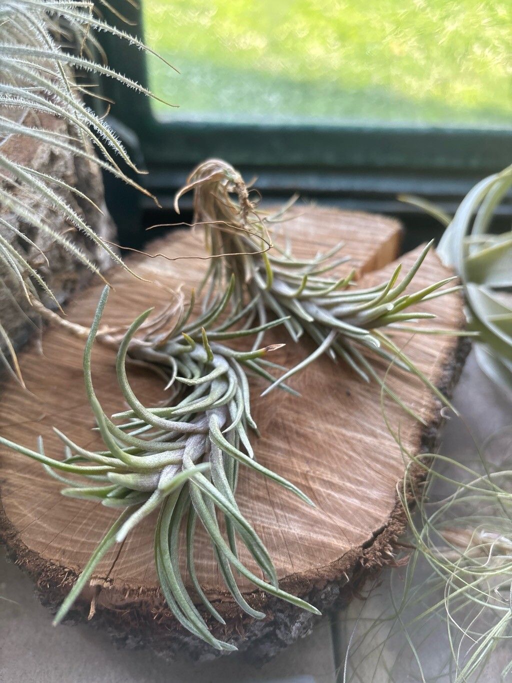 Tillandsia neglecta leaf