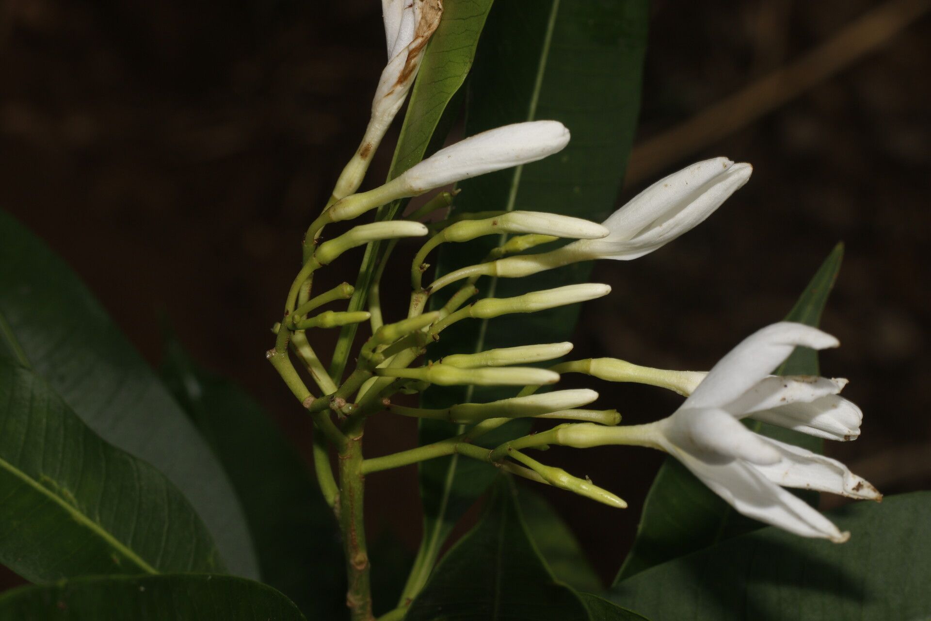 Mortoniella pittieri flower