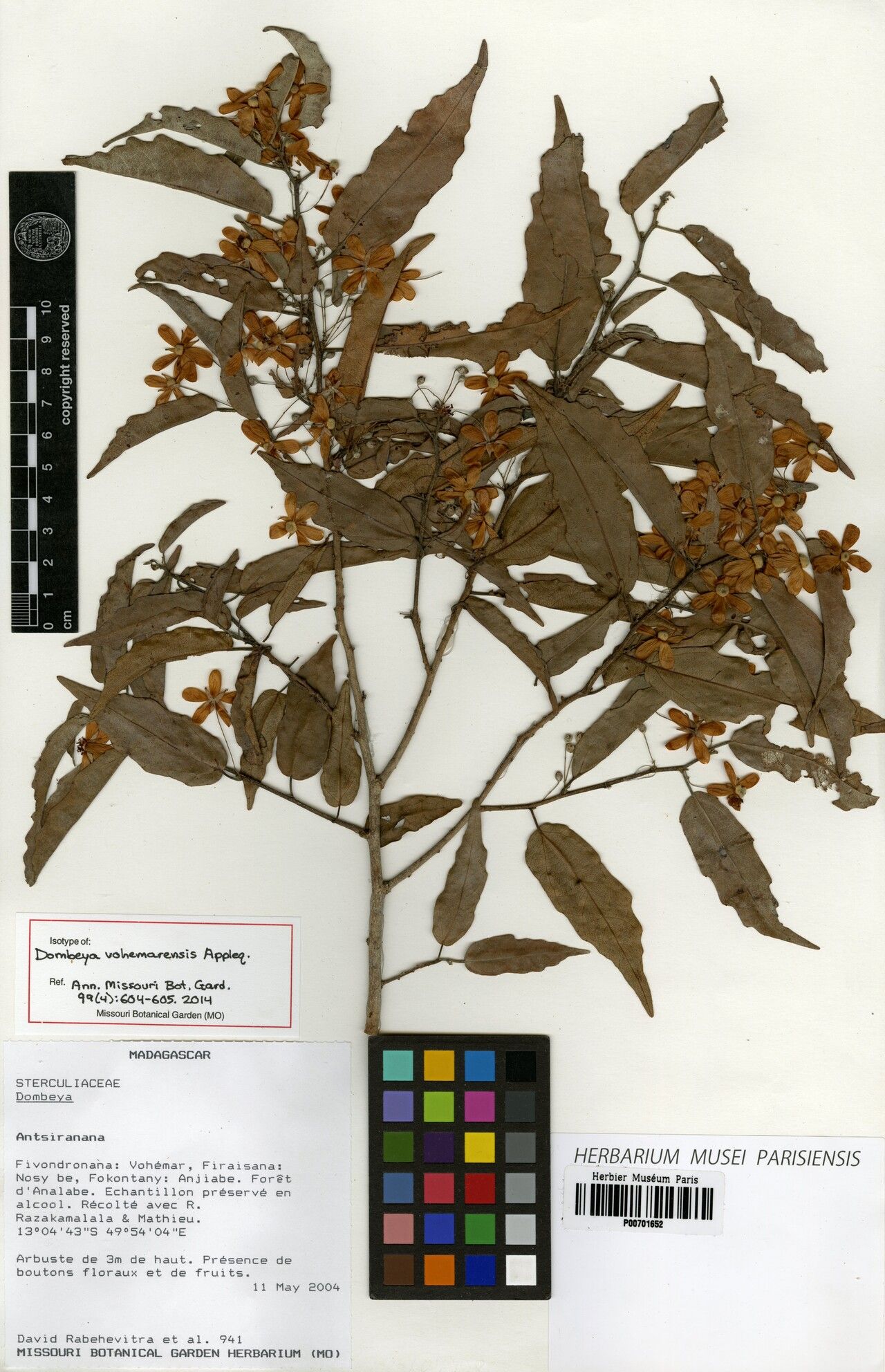 Dombeya vohemarensis — houseplant care guide