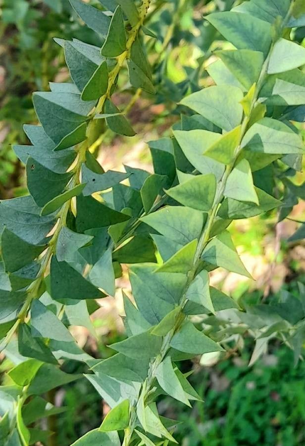 Acacia cultriformis leaf