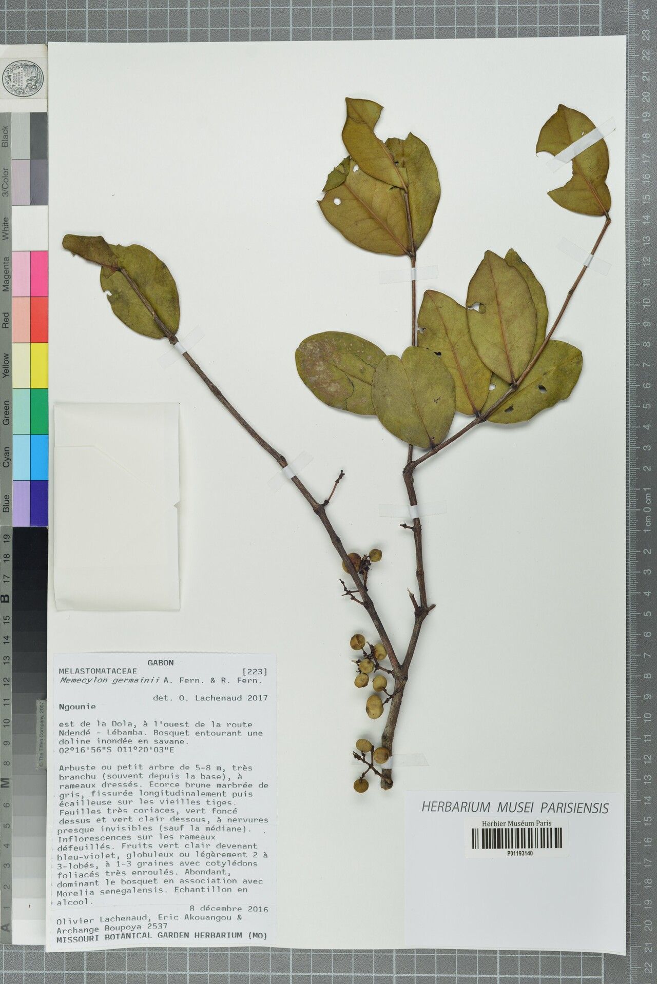 Memecylon germainii — houseplant care guide