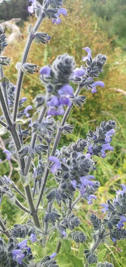 Salvia nilotica flower