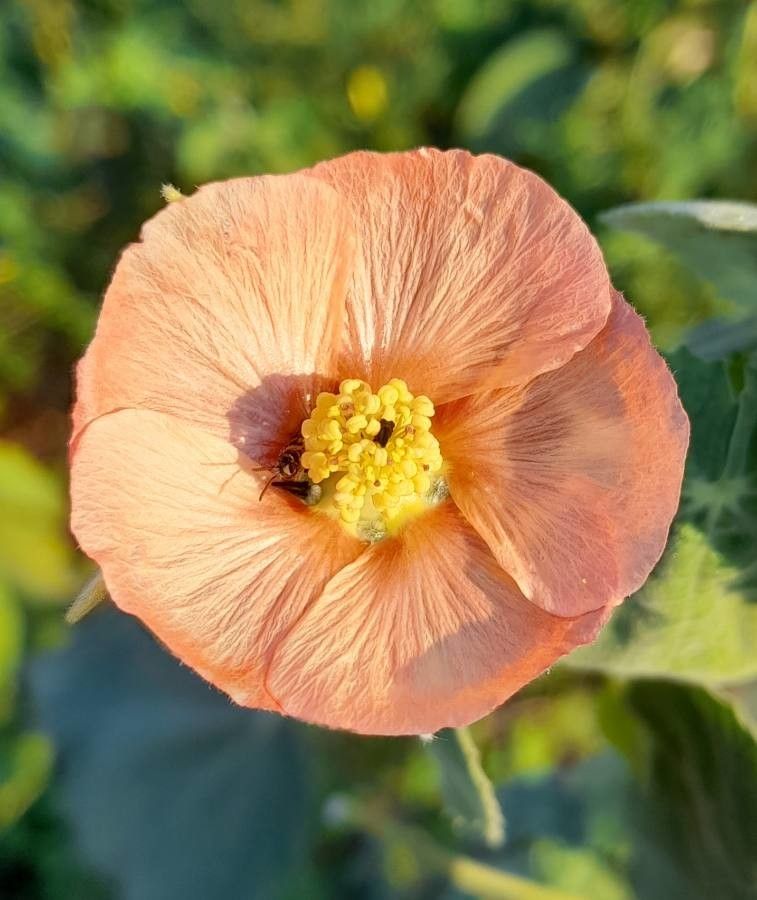Abutilon pauciflorum flower