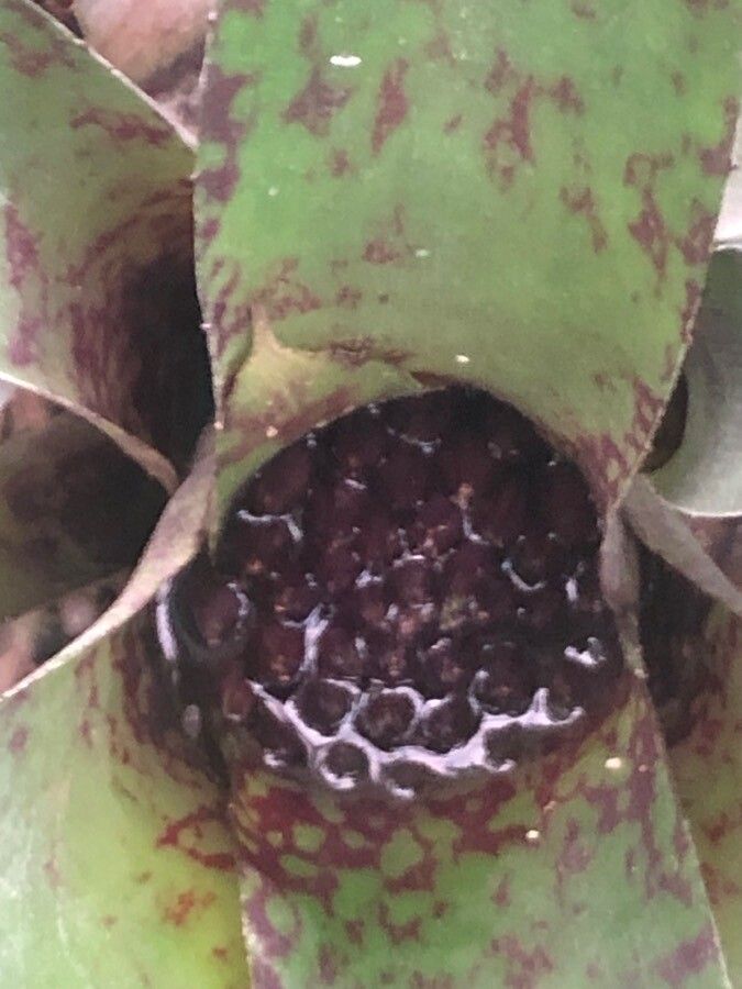 Neoregelia ampullacea leaf