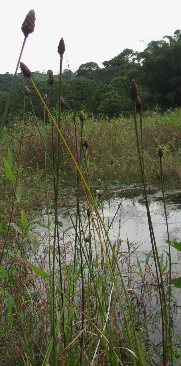 Xyris laxifolia habit