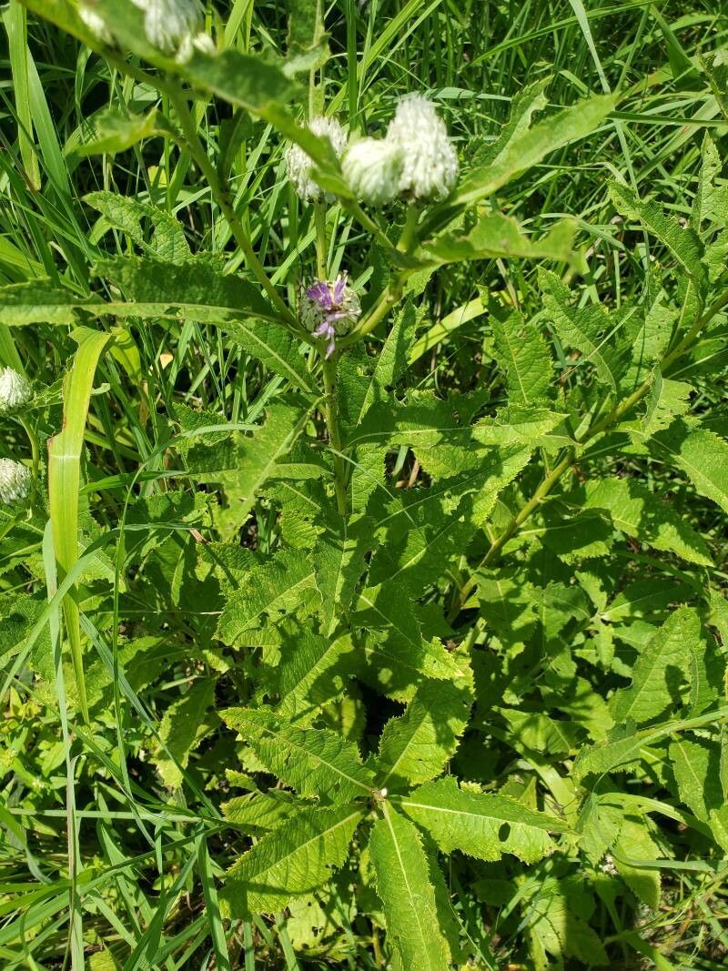 Baccharoides adoensis — related species from the same genus